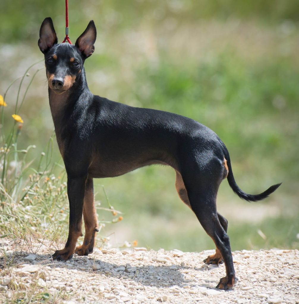 Les English Toy Terrier de l'affixe Eolyne's