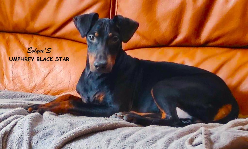 Eolyne's - Chiot disponible  - Manchester Terrier