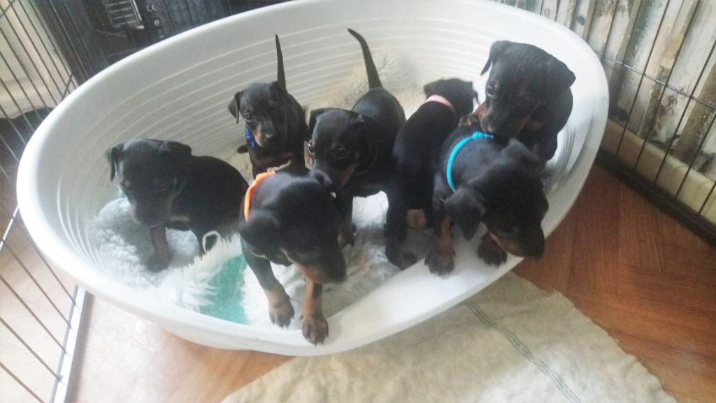 chiot Manchester Terrier Eolyne's