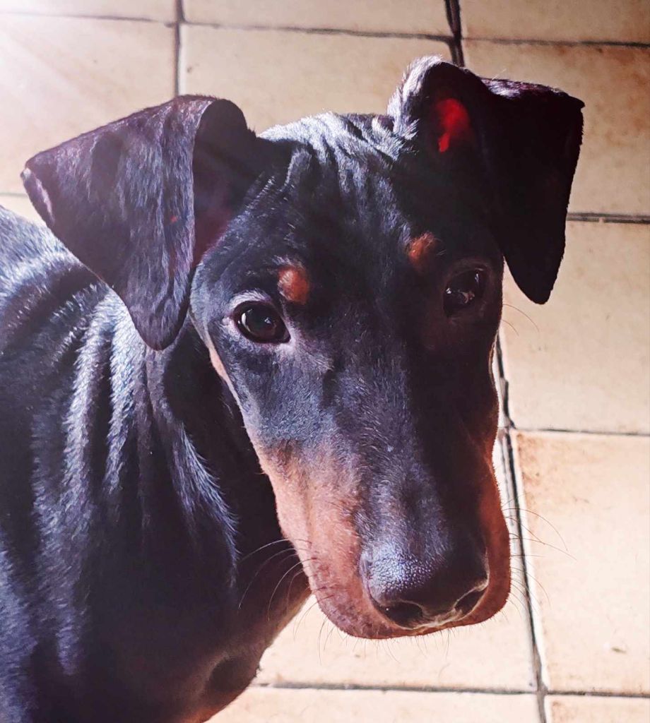 Eolyne's - Chiot disponible  - Manchester Terrier