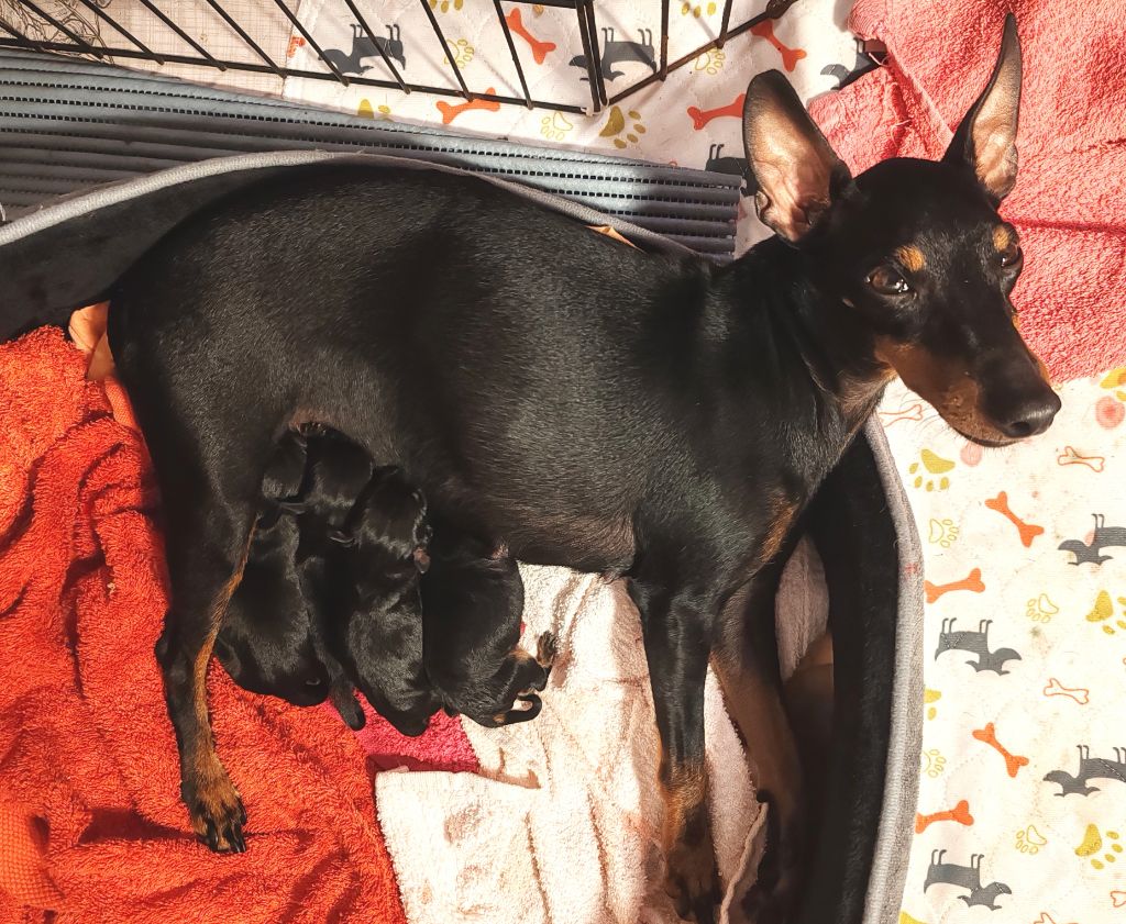 chiot English Toy Terrier Eolyne's