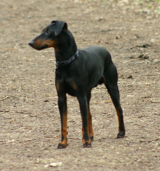 Eolyne's BAMBY BLACK JACK