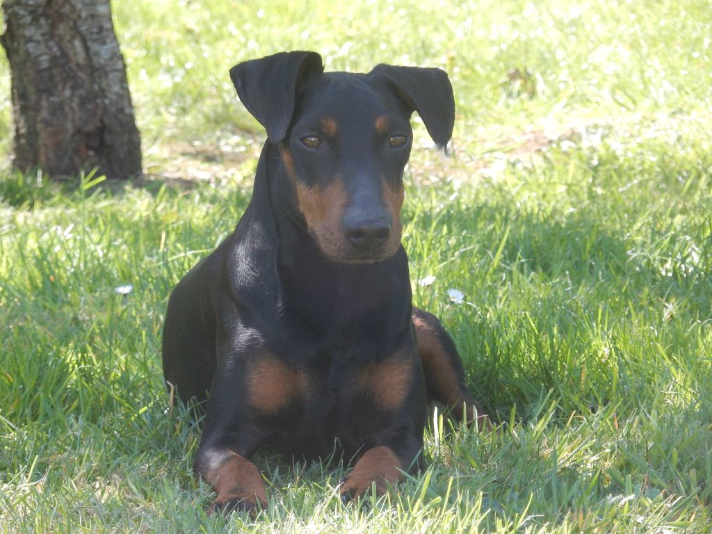 Eolyne's Odin black viking
