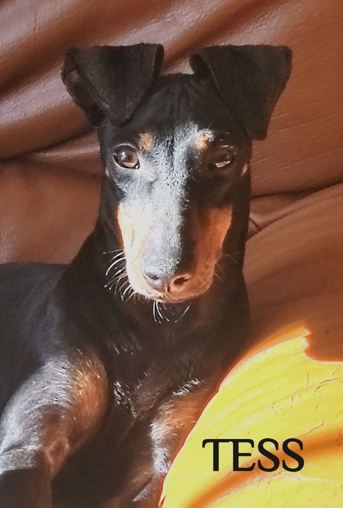 Eolyne's Tess black godness
