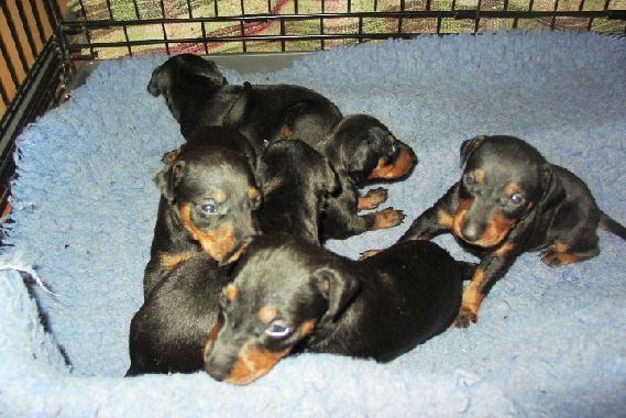 CHIOTS DE L'ELEVAGE