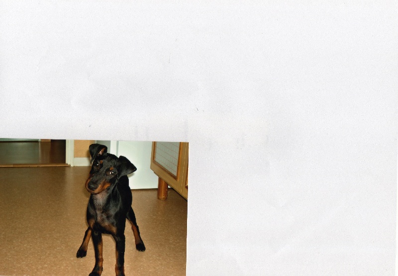 BAMBY BLACK JACK